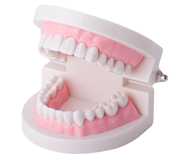 Zahnästhetik - Modell der Zähne